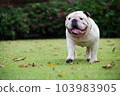 motion blurred of white english bulldog run on green grass at public park 103983905