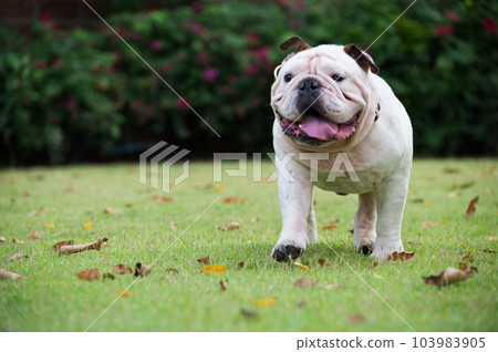 motion blurred of white english bulldog run on green grass at public park motion blurred of white english bulldog run on green grass at public park 103983905