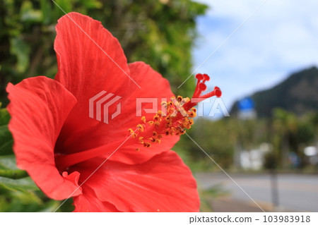 小笠原群島父島盛開的芙蓉 103983918