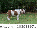 show body right side of white English Bulldog. it standing on green grass in the garden. 103983971