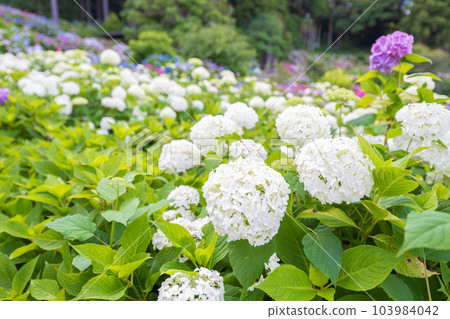 白色繡球花 白色繡球花 103984042