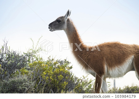 Guanaco in semidesertic landscape, Peninsula Valdes, Patagonia, Argentina Guanaco in semidesertic landscape, Peninsula Valdes, Patagonia, Argentina 103984179