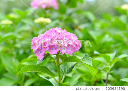 現在是繡球花的季節 103984190