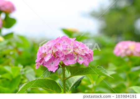 現在是繡球花的季節 103984191