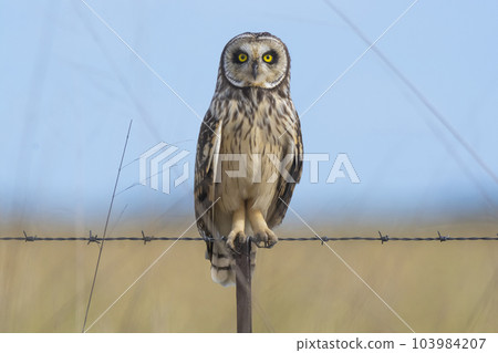 Short eared Owl, perched on a fence, Patagonia, Argentina. 103984207