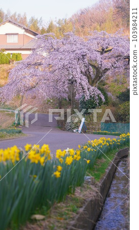 堀池的垂枝櫻花[香川縣鮎田郡綾川町] 103984211