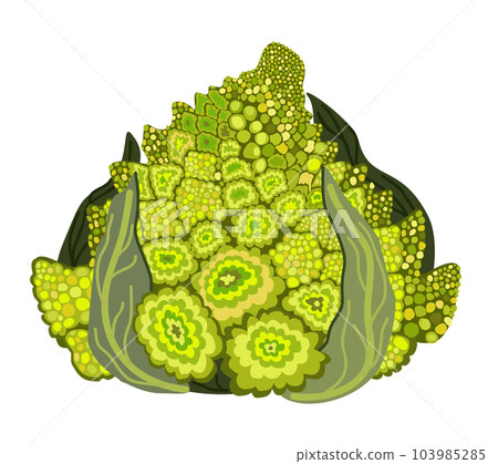 Green romanesco cauliflower with leaves. Vector isolated illustration. Green romanesco cauliflower with leaves. Vector isolated illustration. 103985285