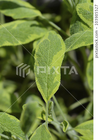 Golden Leaf Sage 103985527