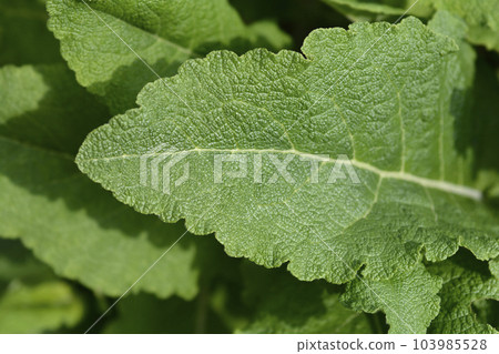 Iranian sage 103985528