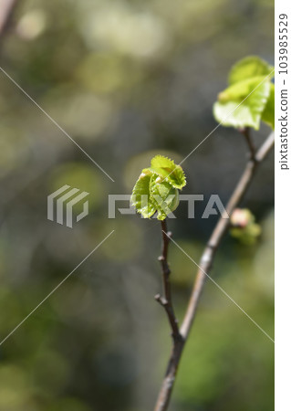 Small-leaved lime Greenspire 103985529