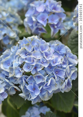 French hydrangea French hydrangea 103985541