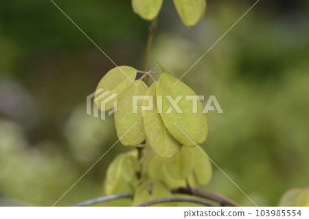 Five-leaf akebia 103985554