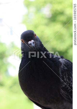 Pigeon extreme closeup portrait, bird on the window, sunny day, pigeon beautiful portrait 103985785