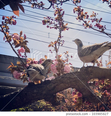 bird perched on cherry blossom 103985827