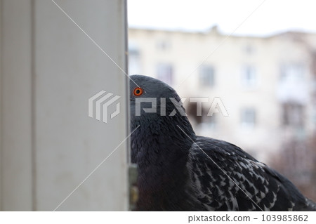 Dove closeup portrait, bird on the window, rainy day, pigeon beautiful portrait 103985862