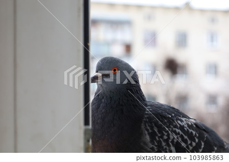 Dove closeup portrait, bird on the window, rainy day, pigeon beautiful portrait 103985863