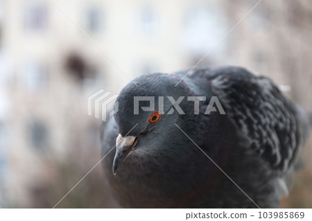 Dove closeup portrait, bird on the window, rainy day, pigeon beautiful portrait 103985869