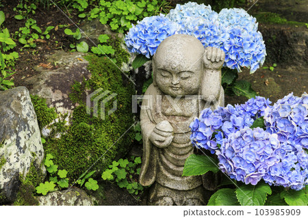 Okadera Hydrangea Corridor and Hanatemizu 103985909