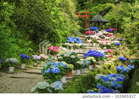 岡寺繡球走廊和花手水 103985917