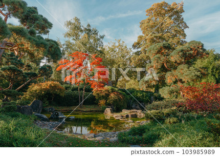 Beautiful Japanese Garden and red trees at autumn seson. A burst of fall color with pond reflections. Beautiful Japanese Garden and red trees at autumn seson. A burst of fall color with pond reflections. 103985989