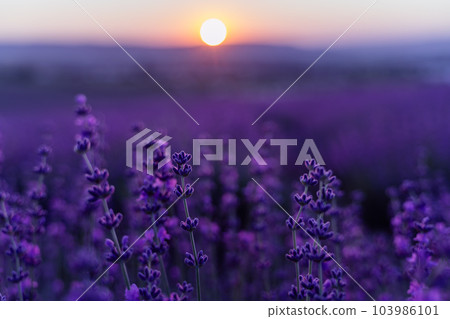 Lavender flower background. Violet lavender field sanset close up. Lavender flowers in pastel colors at blur background. Nature background with lavender in the field. 103986101