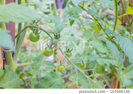 Once flowers have bloomed growing small green tomatoes commencement in spring Once flowers have bloomed growing small green tomatoes commencement in spring 103986186