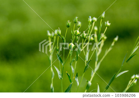 Green seed capsules of flax on the background of a green flax field Green seed capsules of flax on the background of a green flax field 103986206