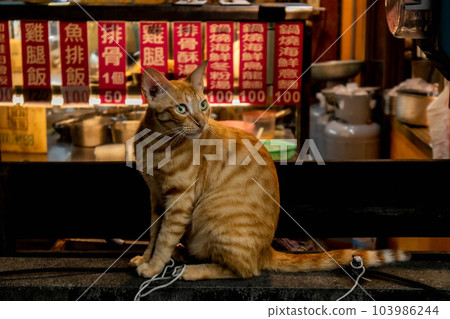 乖巧的貓咪 103986244