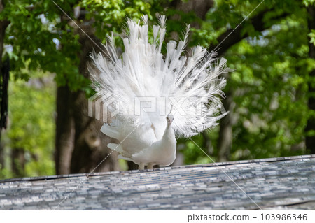 White Peafowl bird demonstrating tail in greenery 103986346