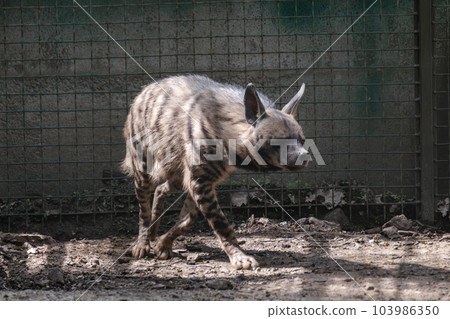 Black hyena walking in a cage in the zoo Black hyena walking in a cage in the zoo 103986350