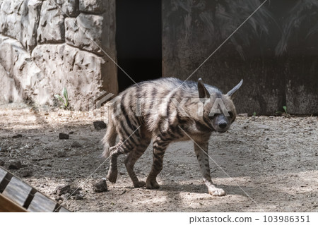 Black hyena walking in aviary in the zoo 103986351