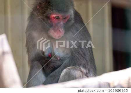 Macaque sitting in aviary in zoo Macaque sitting in aviary in zoo 103986355