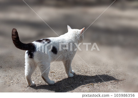 Stray white and black cat walking back view Stray white and black cat walking back view 103986356