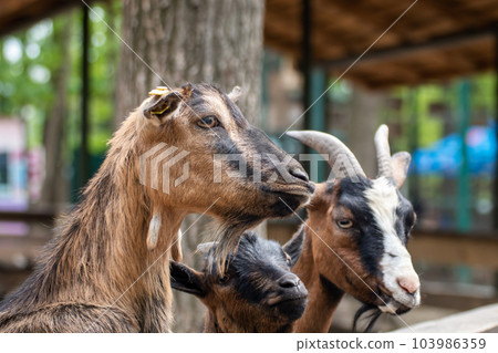 Colorful goats waiting for food near wooden fence Colorful goats waiting for food near wooden fence 103986359