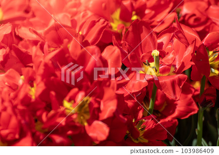 Red tulip flower flowerbed blooming close-up 103986409
