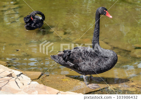 Black swan bird standing in pond close-up 103986432
