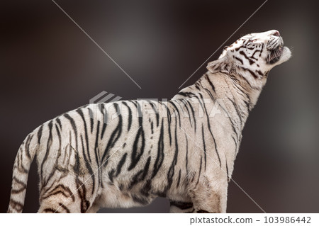 White tiger with black stripes side view White tiger with black stripes side view 103986442