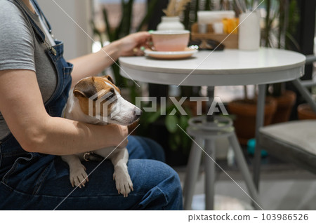 Jack Russell sits on the lap of the hostess in a cafe. Woman drinking coffee in a dog friendly cafe. Jack Russell sits on the lap of the hostess in a cafe. Woman drinking coffee in a dog friendly cafe. 103986526