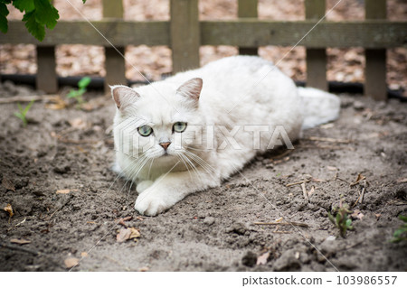 Adult cat breed Scottish chinchilla of light gray color, walks outdoors 103986557