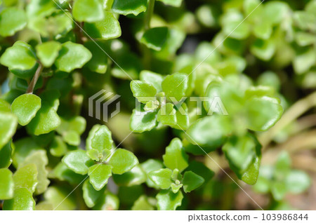 Miniature Peperomia or Pilea depressa , Urticaceae Miniature Peperomia or Pilea depressa , Urticaceae 103986844