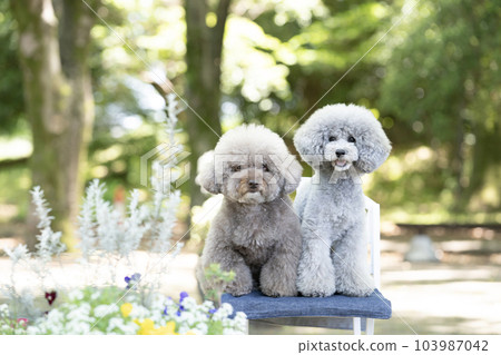 Two sitting toy poodles 103987042