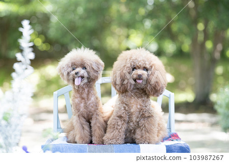 Two sitting toy poodles 103987267