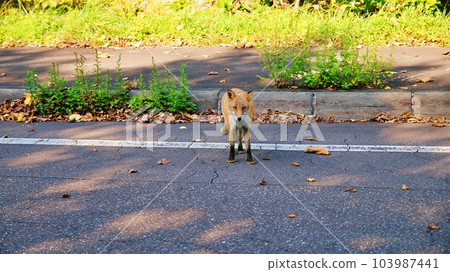 A red fox that appears on the streets of Hokkaido 103987441