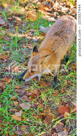 Wild red fox in Hokkaido 103987444