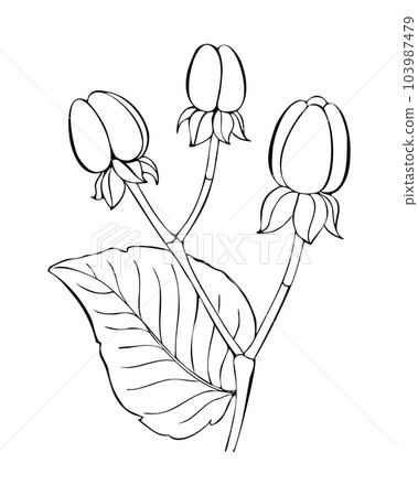 Hypericum androsaemum contour sketch hand drawn, with berry and leaf. Hypericum androsaemum contour sketch hand drawn, with berry and leaf. 103987479