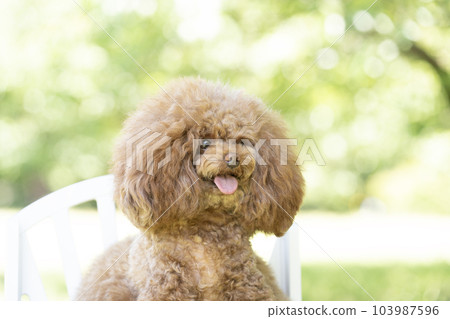 Tyrolean bust up of a smiling toy poodle Tyrolean bust up of a smiling toy poodle 103987596