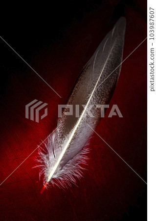 white feather resting on blood 103987607