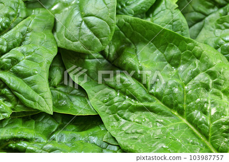 Closeup of large spinach leaves with with water drops, healthy green leaf food concept 103987757