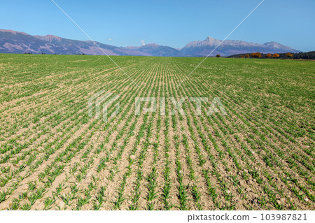 Field with lines of young sow green plants, panorama of High Tatras and mt. Krivan peak (Slovak symbol) in distance Field with lines of young sow green plants, panorama of High Tatras and mt. Krivan peak (Slovak symbol) in distance 103987821