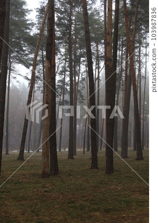 Foggy pine forest, winter atmosphere Foggy pine forest, winter atmosphere 103987836